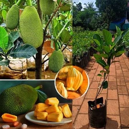 Vietnam Super Early Jackfruit PLANT